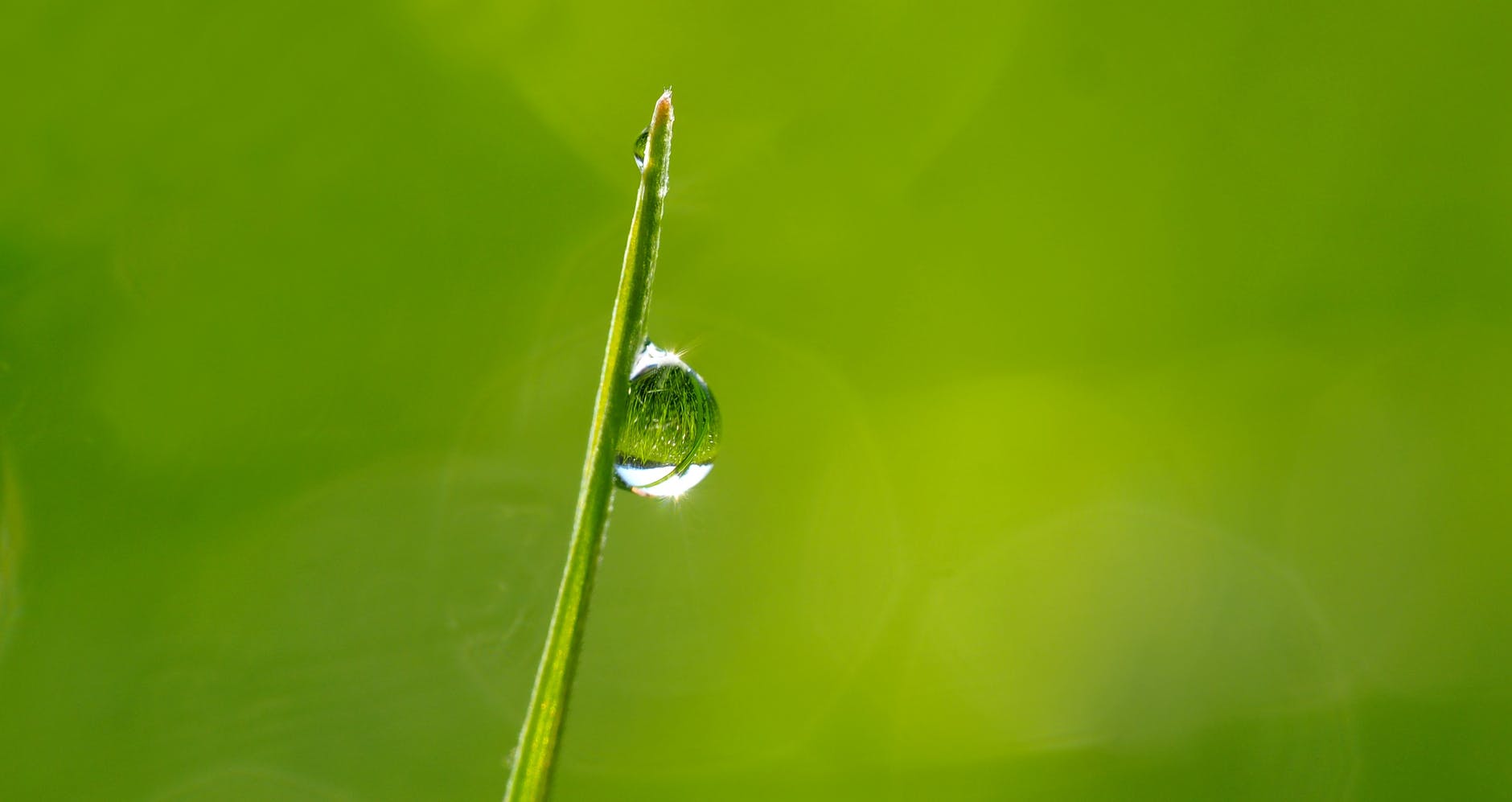 macro photography of droplet on green leaf during daytime