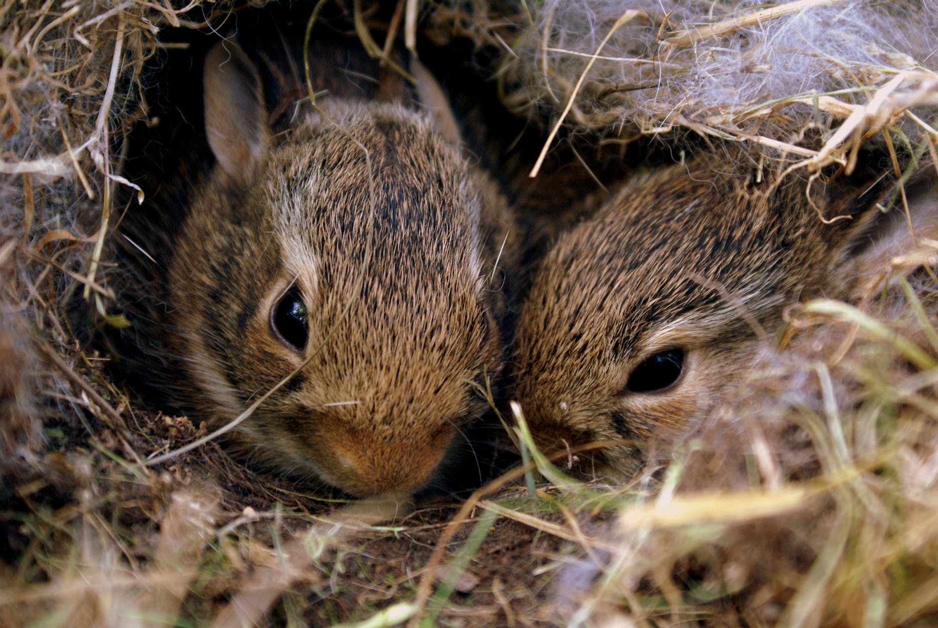two brown rabbits